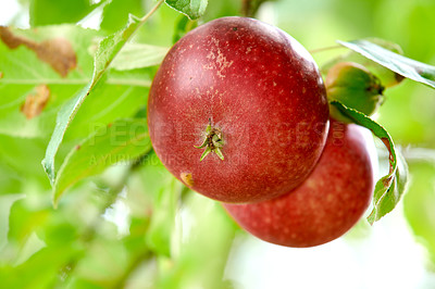 Buy stock photo Juicy red apples growing in a sunny orchard outdoors. Closeup of a fresh bunch of raw fruit being cultivated and harvested from trees in a garden. Delicious and organic produce ready to be picked