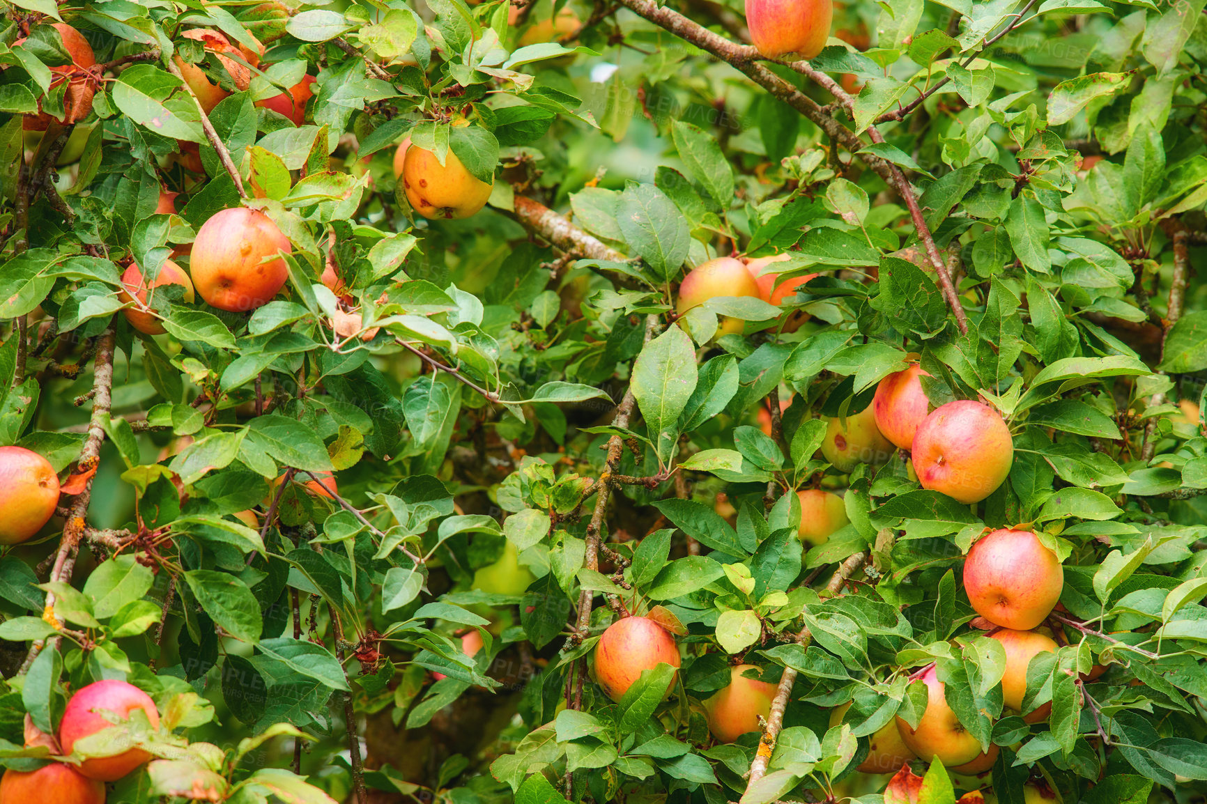 Buy stock photo Group of red apples on an orchard tree with green leaves. Organic fruit growing on a cultivated or sustainable farm. Delicious, healthy, and nutritious produce flourishing during harvesting season
