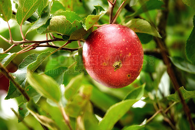 Buy stock photo Closeup of a red apple growing on an apple tree branch in summer with bokeh. Fruit hanging from a sustainable orchard farm tree, macro details of organic juicy fruit, agriculture in the countryside