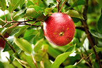 Red Apples in the garden