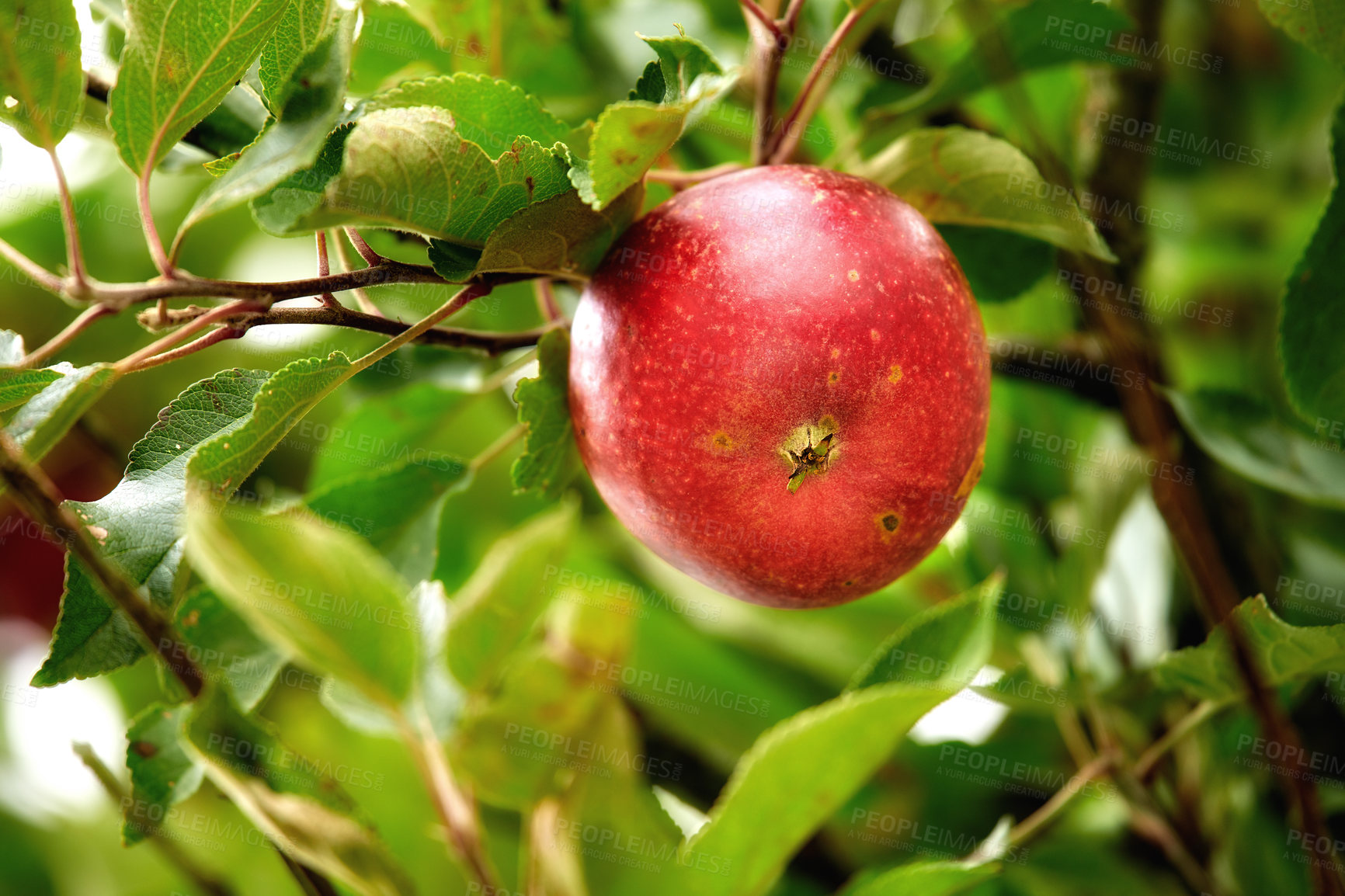 Buy stock photo Closeup of a red apple growing on an apple tree branch in summer with bokeh. Fruit hanging from a sustainable orchard farm tree, macro details of organic juicy fruit, agriculture in the countryside