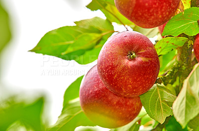 Buy stock photo Closeup of many red apples growing on an apple tree branch in summer with copyspace. Fruit hanging from an orchard farm tree with bokeh. Sustainable organic agriculture in the  peaceful countryside