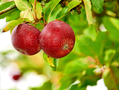 Buy stock photo Closeup of two red apples growing on green apple tree with bokeh copy space background on sustainable orchard farm in remote countryside. Farming fresh, healthy snack fruit for nutrition and vitamins