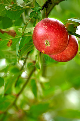 Buy stock photo Closeup of red apples growing on an apple tree branch in summer with copyspace. Fruit hanging from an orchard farm tree with bokeh and copy space. Sustainable organic agriculture in the countryside
