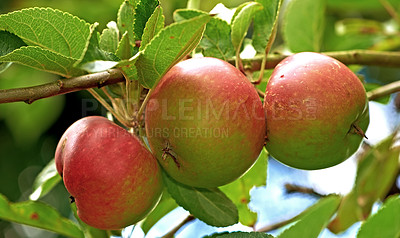 Buy stock photo Fresh apple in the tree