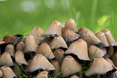 Buy stock photo Cluster of mushrooms and bright green grass growing in a garden in spring. Bunch of poisonous fungus spreading in a field in nature on a sunny day. Ink cap or Coprinellus micaceus plant background