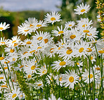 Daisy - Marguerite