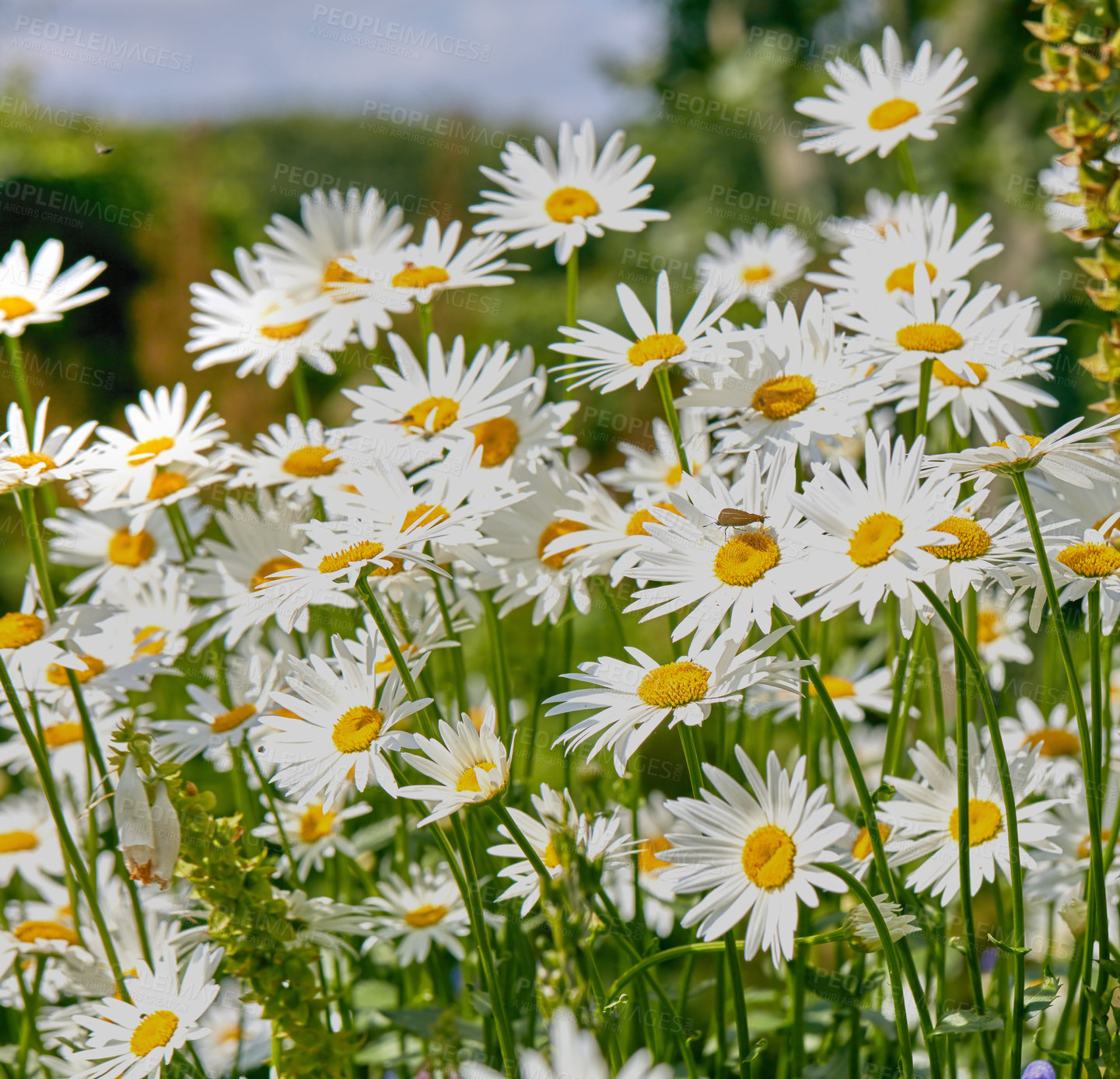 Buy stock photo Closeup of white daisy flowers in field outside during a summer day. Zoomed in on blossoming plants growing in the garden and backyard in spring. Small beautiful little elegant wild marguerite flower