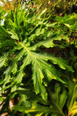 Buy stock photo Huge leaves in my garden