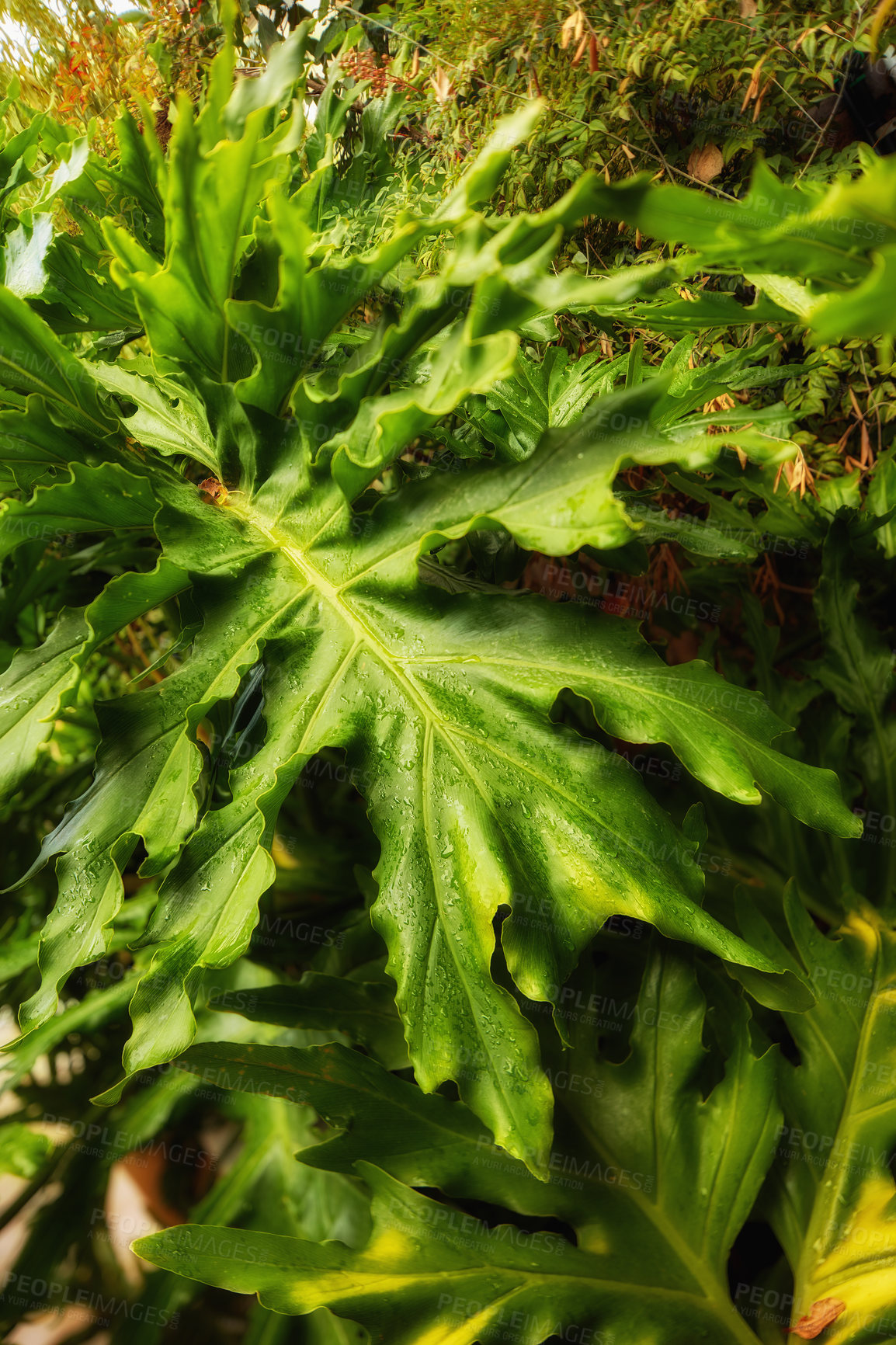 Buy stock photo Huge leaves in my garden