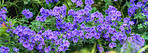 Blue garden flowers 