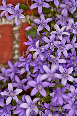 Buy stock photo A photo of beautiful Blue flowers in springtime