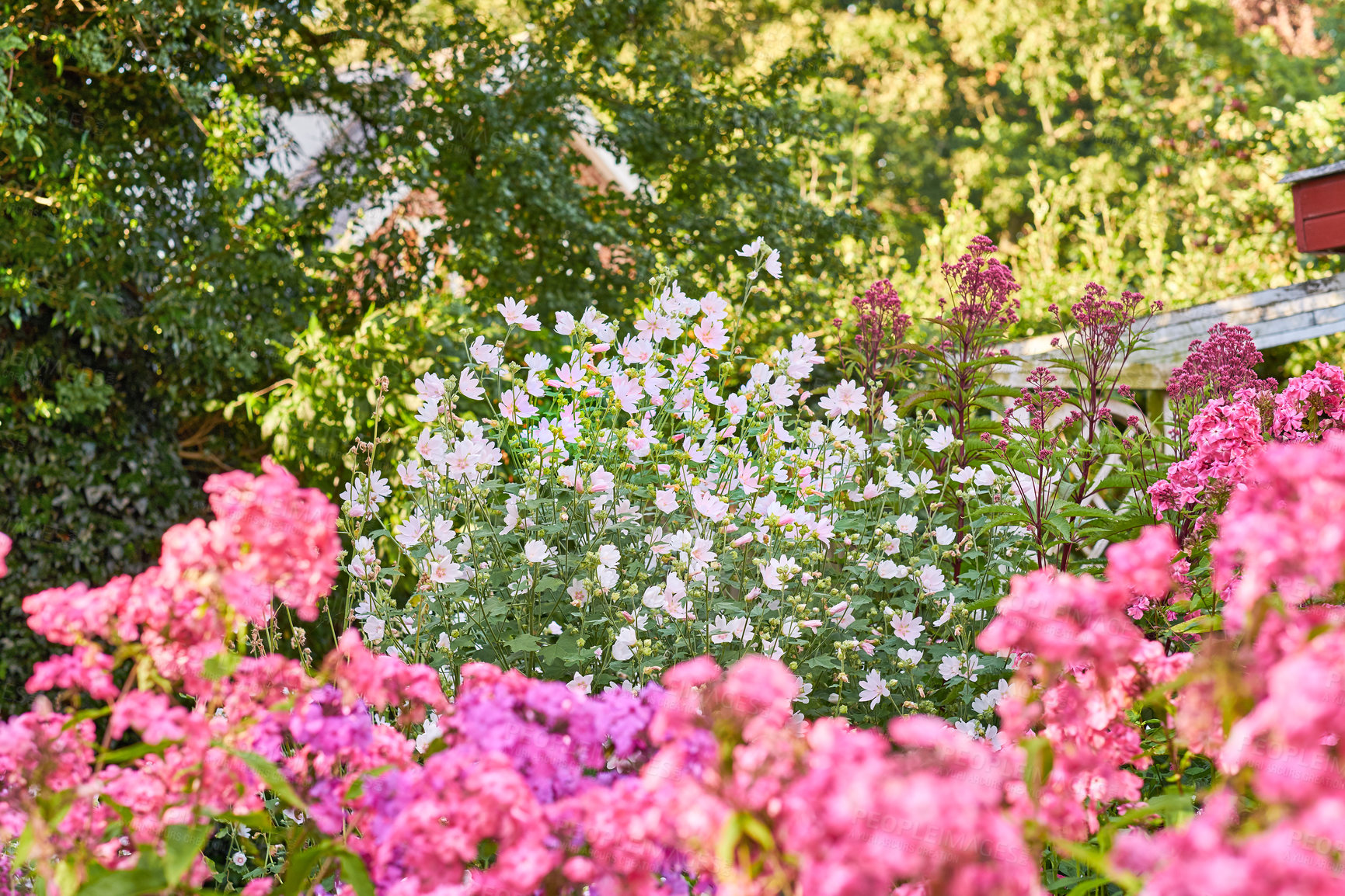 Buy stock photo Pink cosmos flowers growing and flowering in lush green bush in a home garden or backyard. Textured detail of variety of plants blossoming and blooming. Passionate about horticulture and fresh botany