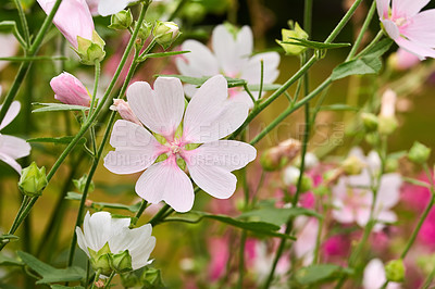 Buy stock photo Closeup of pink musk Mallow's growing in a green garden in with a blurry background and bokeh. Macro details of soft flowers in harmony with nature, tranquil wild flowerheads in a zen, quiet backyard