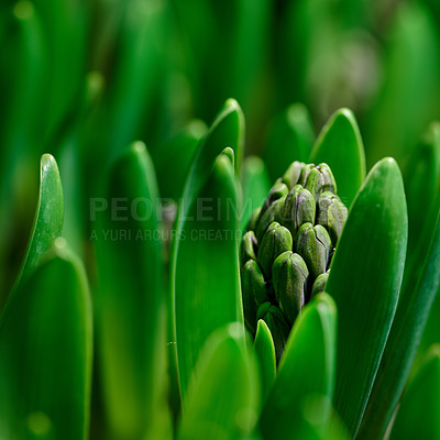 Buy stock photo Closeup of green crocus flavus flower bulbs sproutingin a garden. Tiny seedlings about to open and grow into leaves with buds to produce bright petals. Plants starting to develop and shoot in spring