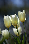 White tulips in my garden