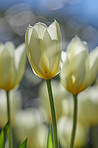 White tulips in my garden