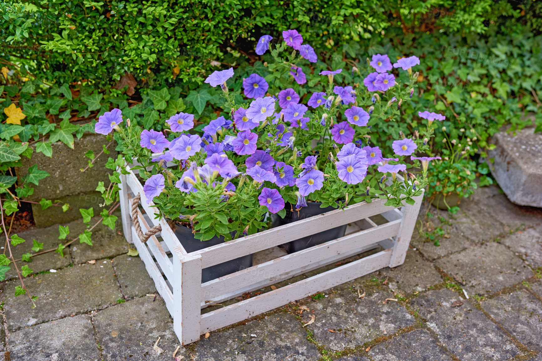 Buy stock photo A flower pot in the garden