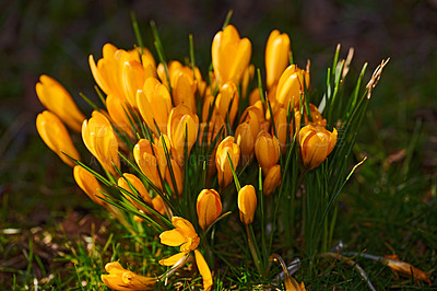 Buy stock photo Yellow crocus flowers growing in a flowerbed in a backyard garden during summer. Flowering plants flourishing in a lush green park during spring. Bright wildflowers blossoming on a grassy lawn