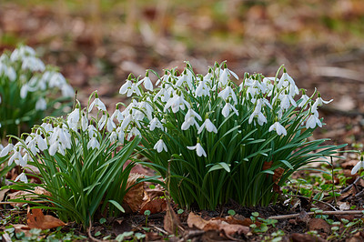 Buy stock photo Soil, environment and garden with flowers in nature for bloom, growth and spring season. Sustainability, botany and snowdrops of Galanthus nivalis outdoor in meadow for plants, blossom and grass