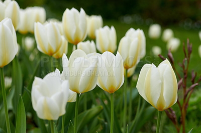 Buy stock photo Closeup view of white tulips growing, blossoming, flowering in lush green garden at home. Bunch of flowers blooming in landscaped backyard. Horticulture, cultivation of love symbol decorative plants