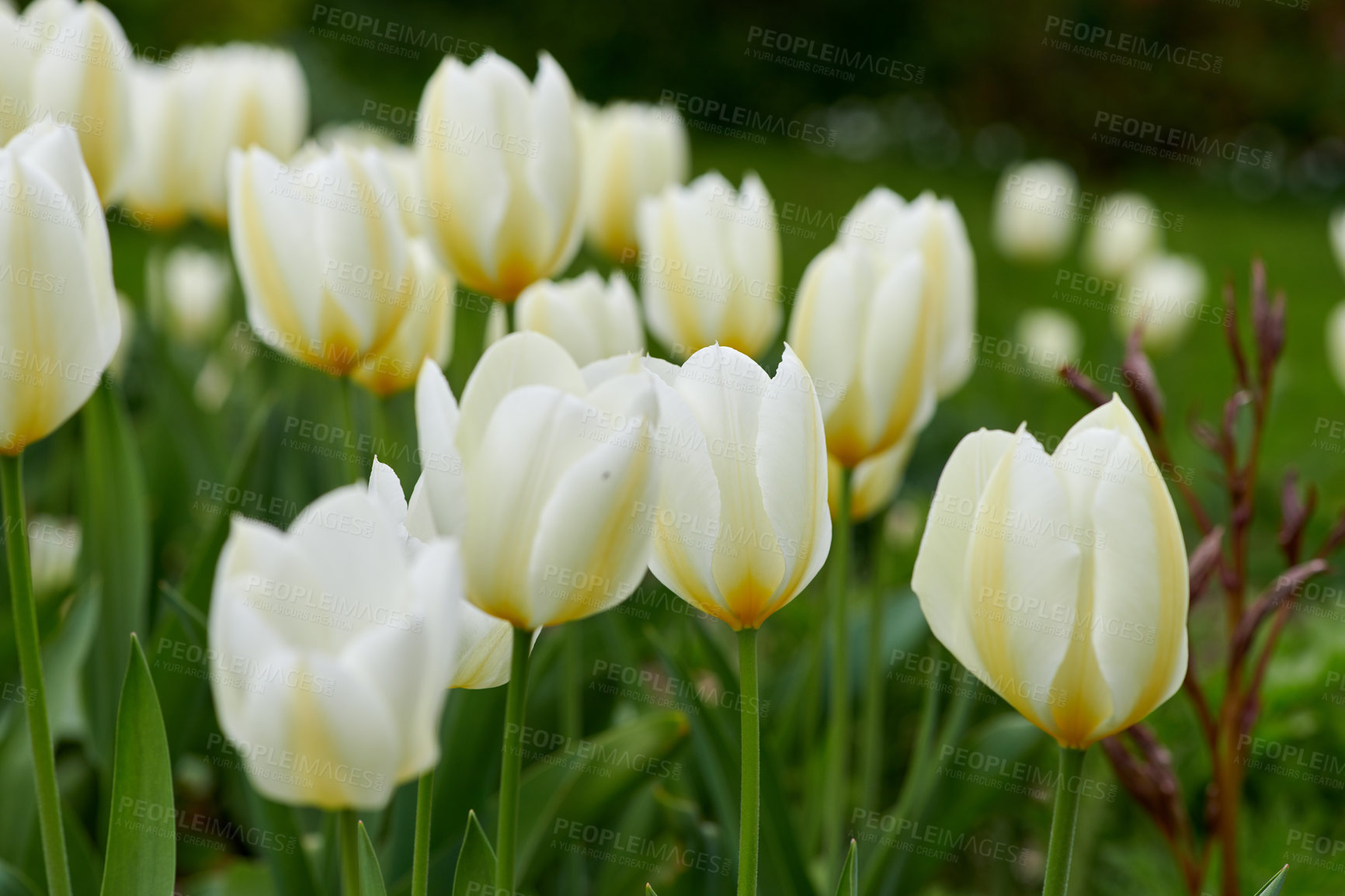 Buy stock photo Closeup view of white tulips growing, blossoming, flowering in lush green garden at home. Bunch of flowers blooming in landscaped backyard. Horticulture, cultivation of love symbol decorative plants