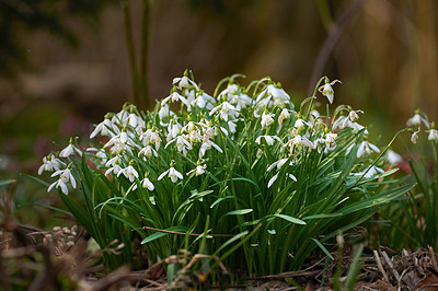 Buy stock photo Galanthus nivalis was described by the Swedish botanist Carl Linnaeus in his Species Plantarum in 1753, and given the specific epithet nivalis, meaning snowy (Galanthus means with milk-white flowers). This narrow-leaved snowdrop, with its delicate white hanging flowers, has become very popular in cultivation and is commonly planted in gardens and parks. It is now a familiar sight even in the British Isles and northern France where it is not native.
Snowdrops and their bulbs are poisonous to humans and can cause nausea, diarrhoea and vomiting if eaten in large quantities.