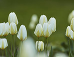 White tulips in my garden