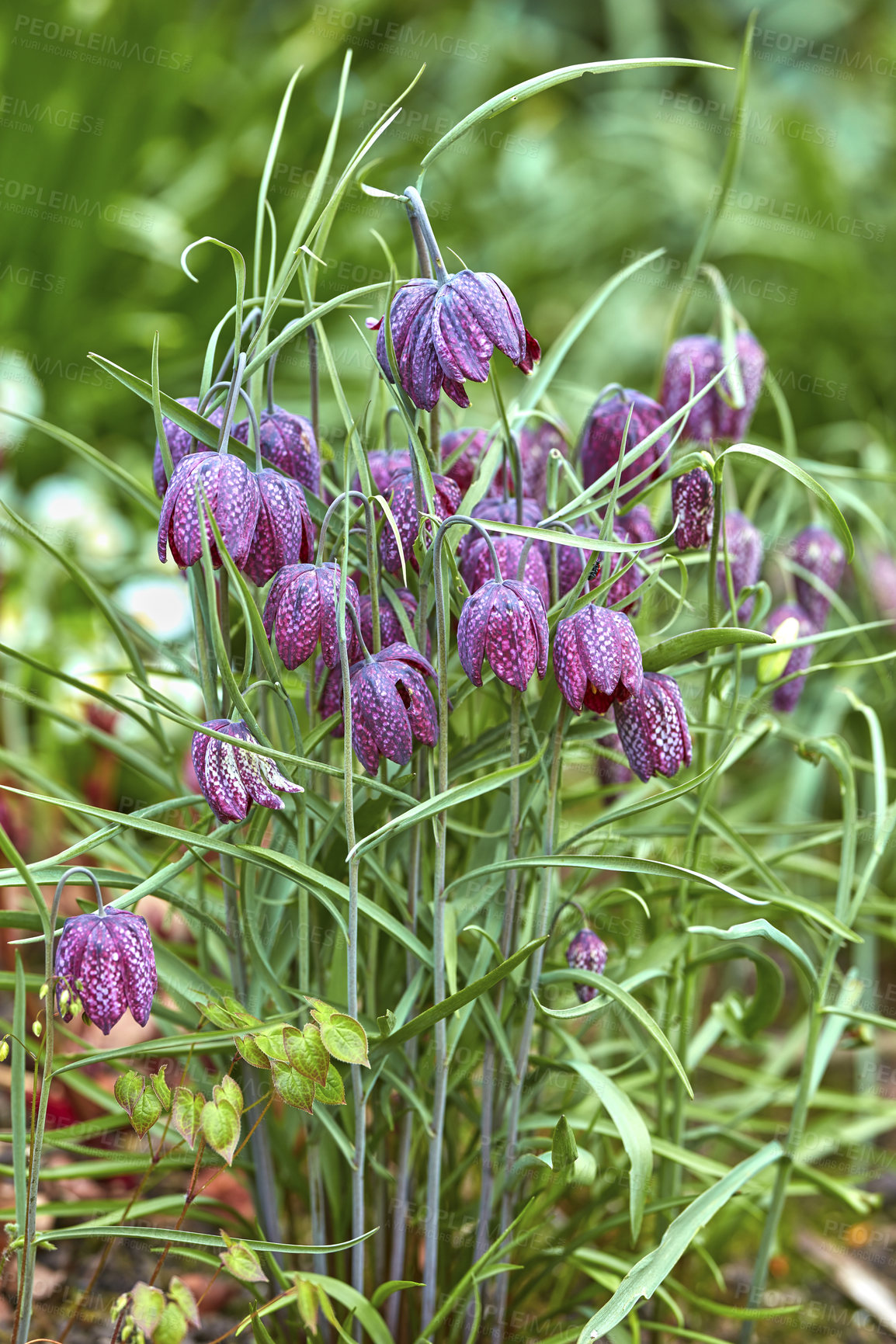 Buy stock photo A series of beautiful garden photos