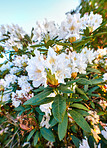 White Rhododendron Flowers