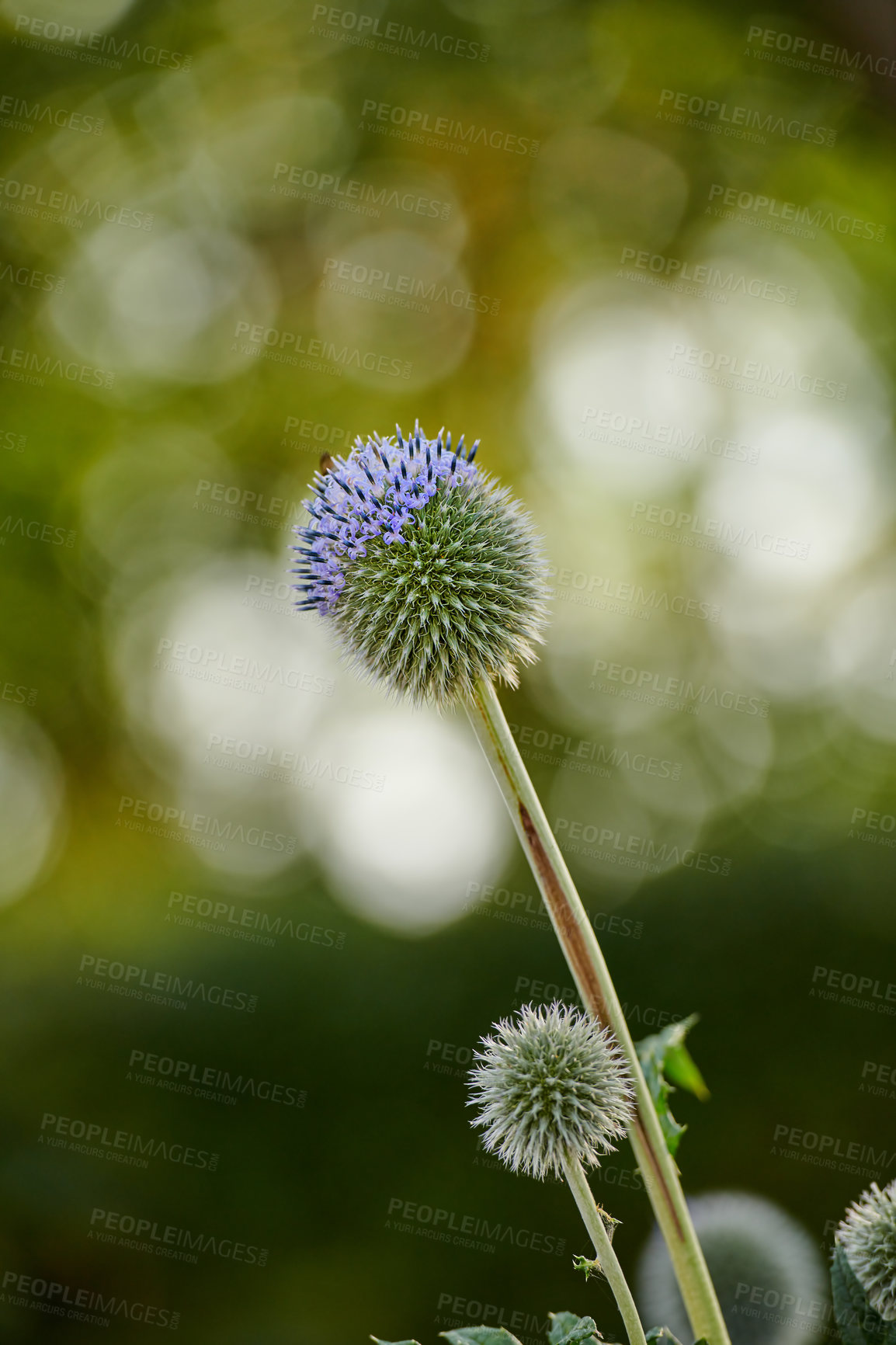 Buy stock photo Closeup of blue Globe Thistle growing in a green garden in with a blurry background and bokeh. Macro details of soft flowers in harmony with nature, tranquil wild flowerheads in a zen, quiet backyard