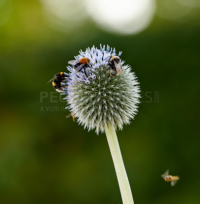 Buy stock photo Closeup of globe thistle plants being pollinated by bees in a garden against a blurred nature background. Echinops flora growing on a green field in spring. Wildflowers blossoming in a meadow
