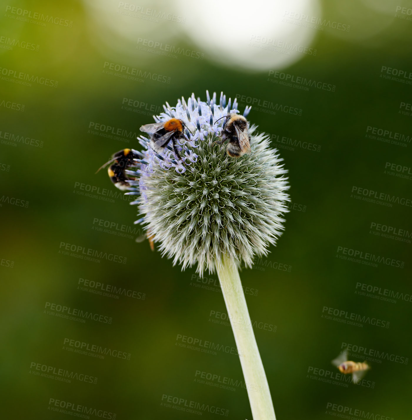 Buy stock photo Closeup of globe thistle plants being pollinated by bees in a garden against a blurred nature background. Echinops flora growing on a green field in spring. Wildflowers blossoming in a meadow
