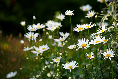 Buy stock photo Daisy flowers growing in a lush green backyard garden in summer. White marguerite flowering plant blooming on a green field in spring. Flower blossoming on a field or park in the countryside