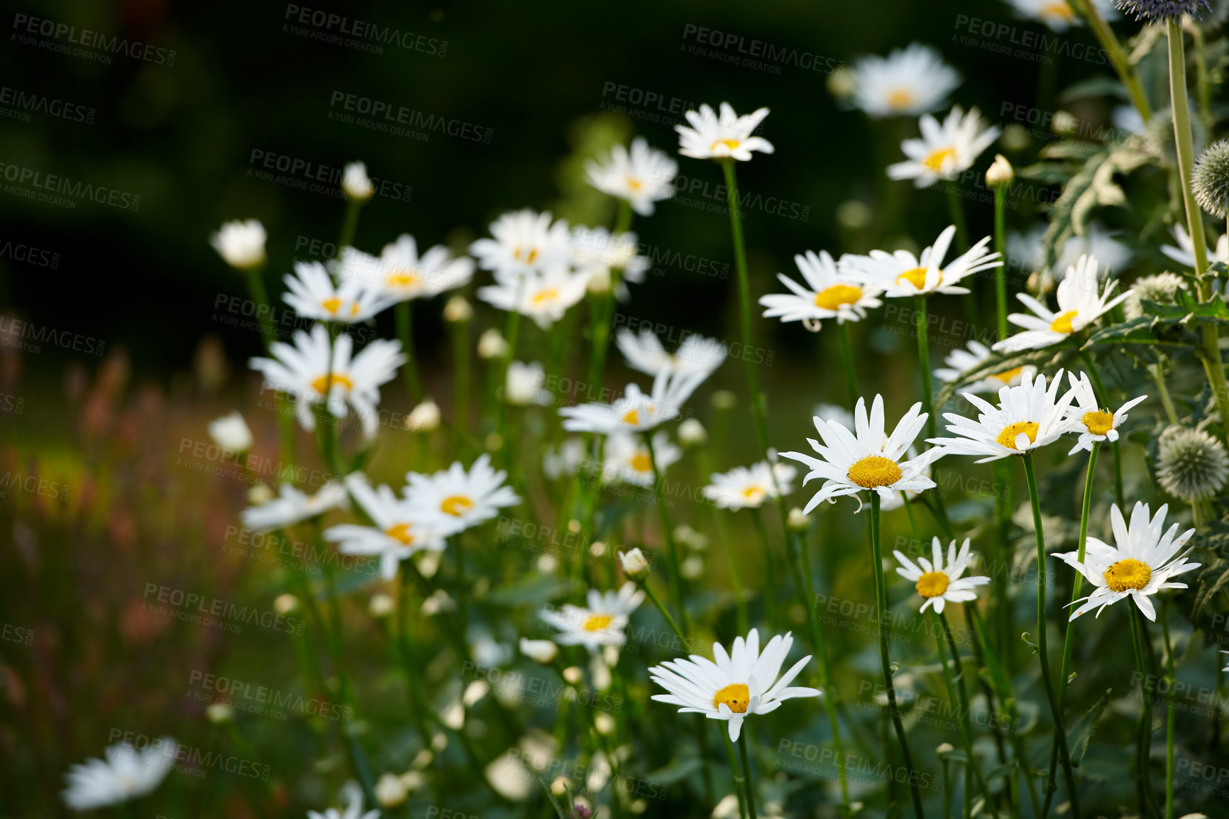 Buy stock photo Daisy flowers growing in a lush green backyard garden in summer. White marguerite flowering plant blooming on a green field in spring. Flower blossoming on a field or park in the countryside