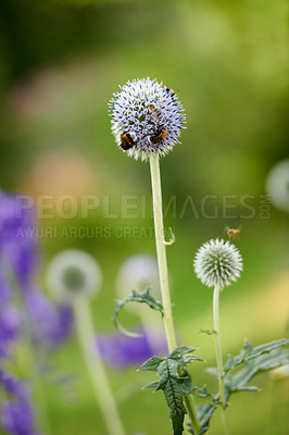 Buy stock photo Blue globe thistle flower plant being pollinated by bees in a garden during summer. Vegetation growing in a lush green park on the countryside. Wildflowers blossoming with insects in a meadow