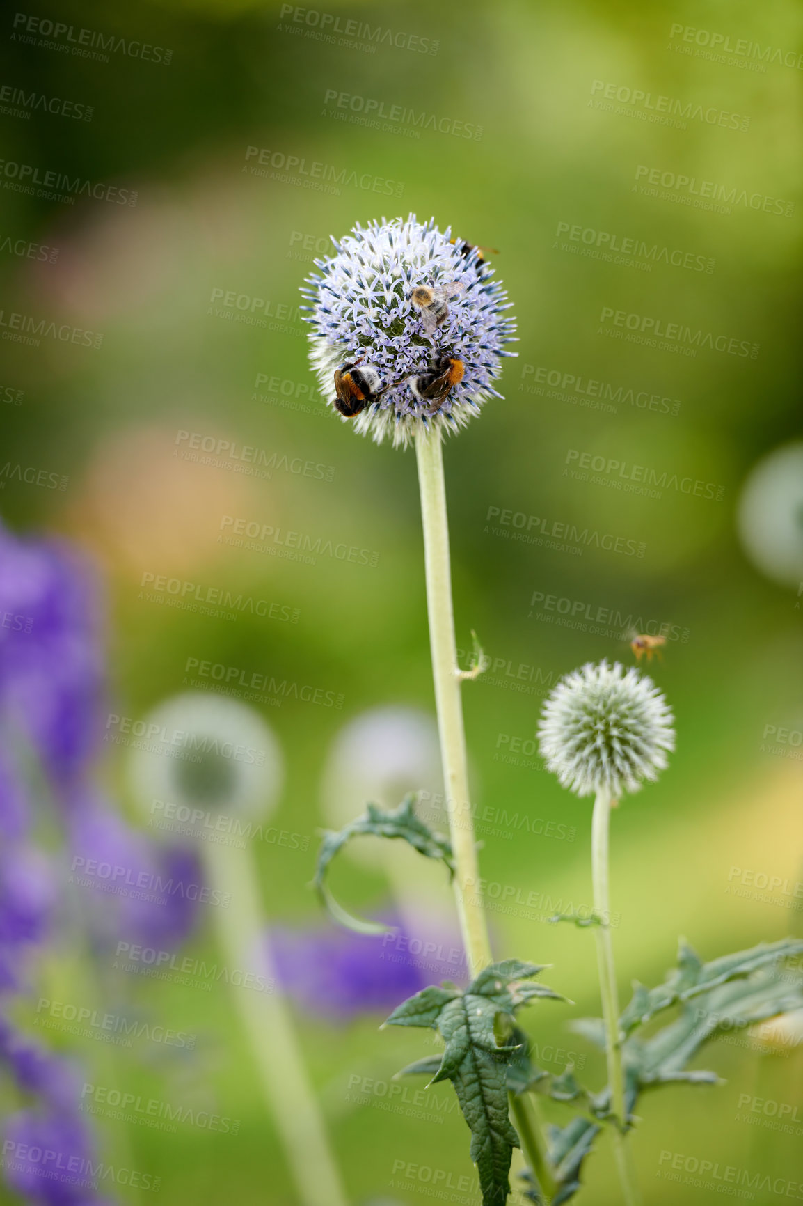 Buy stock photo Blue globe thistle flower plant being pollinated by bees in a garden during summer. Vegetation growing in a lush green park on the countryside. Wildflowers blossoming with insects in a meadow