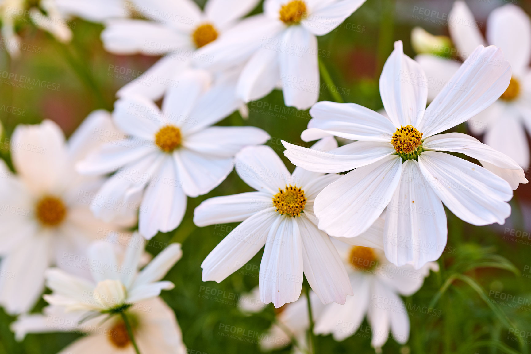 Buy stock photo Closeup of white daisy Marguerite flowers growing in a garden. Beautiful nature scenery of bright flower petals outdoors. Gardening perennial plants for backyard decoration or park landscaping