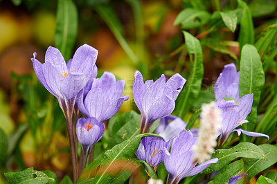 Buy stock photo Purple crocus flower plant growing in a backyard garden during summer. Nature vegetation flourishing in a lush green park during springtime. Wildflowers blossoming in a grassy meadow or field