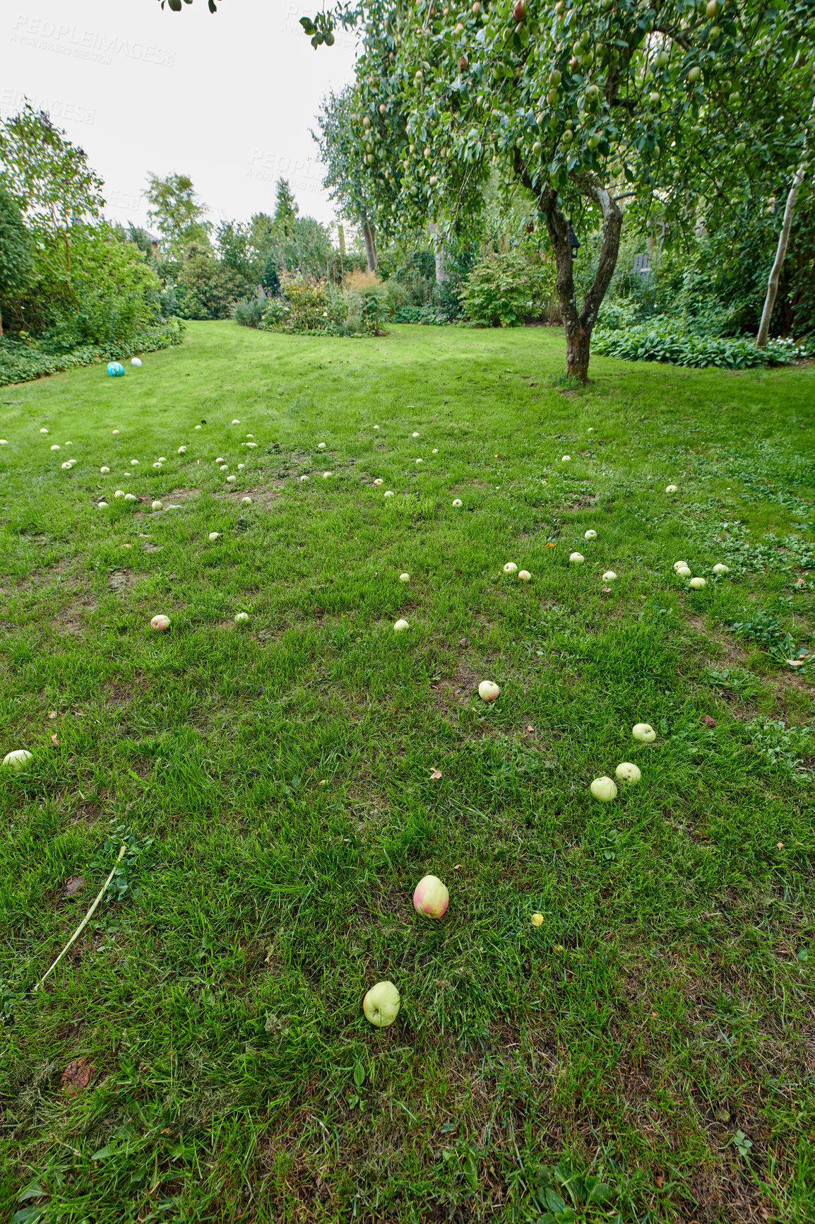 Buy stock photo A series of beautiful garden photos