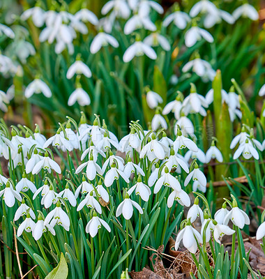 Buy stock photo Galanthus nivalis was described by the Swedish botanist Carl Linnaeus in his Species Plantarum in 1753, and given the specific epithet nivalis, meaning snowy (Galanthus means with milk-white flowers). This narrow-leaved snowdrop, with its delicate white hanging flowers, has become very popular in cultivation and is commonly planted in gardens and parks. It is now a familiar sight even in the British Isles and northern France where it is not native.
Snowdrops and their bulbs are poisonous to humans and can cause nausea, diarrhoea and vomiting if eaten in large quantities.