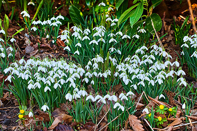 Buy stock photo Galanthus nivalis was described by the Swedish botanist Carl Linnaeus in his Species Plantarum in 1753, and given the specific epithet nivalis, meaning snowy (Galanthus means with milk-white flowers).