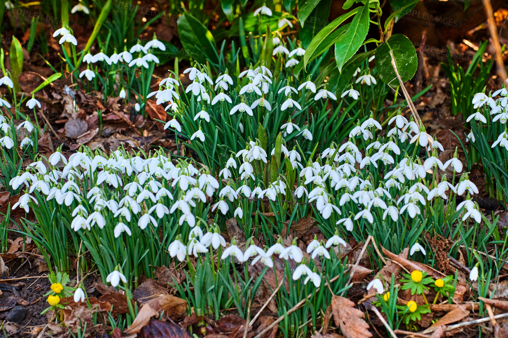 Buy stock photo Galanthus nivalis was described by the Swedish botanist Carl Linnaeus in his Species Plantarum in 1753, and given the specific epithet nivalis, meaning snowy (Galanthus means with milk-white flowers).