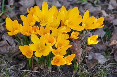 Buy stock photo Closeup of yellow crocus flavus flowers growing in a garden from above. Beautiful bright bunch of plants blooming in a backyard. Primrose plants flowering, grown as decoration for outdoor landscaping