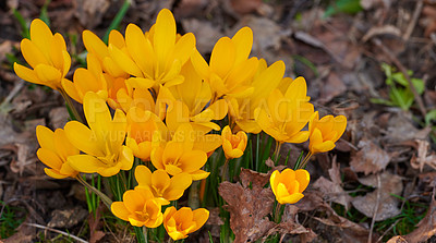 Buy stock photo Yellow crocus flavus flowers growing in a garden or forest outside. Closeup of a beautiful bunch of flowering plants with vibrant petals blooming and blossoming in a natural environment during spring