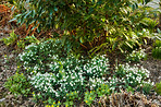 Common snowdrop - Galanthus nivalis 