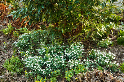 Buy stock photo Galanthus nivalis was described by the Swedish botanist Carl Linnaeus in his Species Plantarum in 1753, and given the specific epithet nivalis, meaning snowy (Galanthus means with milk-white flowers). This narrow-leaved snowdrop, with its delicate white hanging flowers, has become very popular in cultivation and is commonly planted in gardens and parks. It is now a familiar sight even in the British Isles and northern France where it is not native.
Snowdrops and their bulbs are poisonous to humans and can cause nausea, diarrhoea and vomiting if eaten in large quantities.