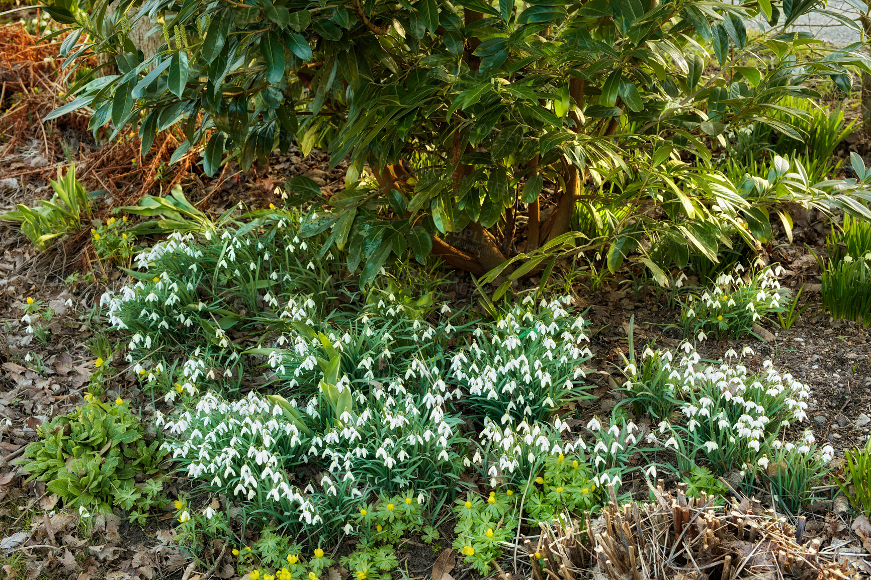 Buy stock photo Galanthus nivalis was described by the Swedish botanist Carl Linnaeus in his Species Plantarum in 1753, and given the specific epithet nivalis, meaning snowy (Galanthus means with milk-white flowers). This narrow-leaved snowdrop, with its delicate white hanging flowers, has become very popular in cultivation and is commonly planted in gardens and parks. It is now a familiar sight even in the British Isles and northern France where it is not native.
Snowdrops and their bulbs are poisonous to humans and can cause nausea, diarrhoea and vomiting if eaten in large quantities.