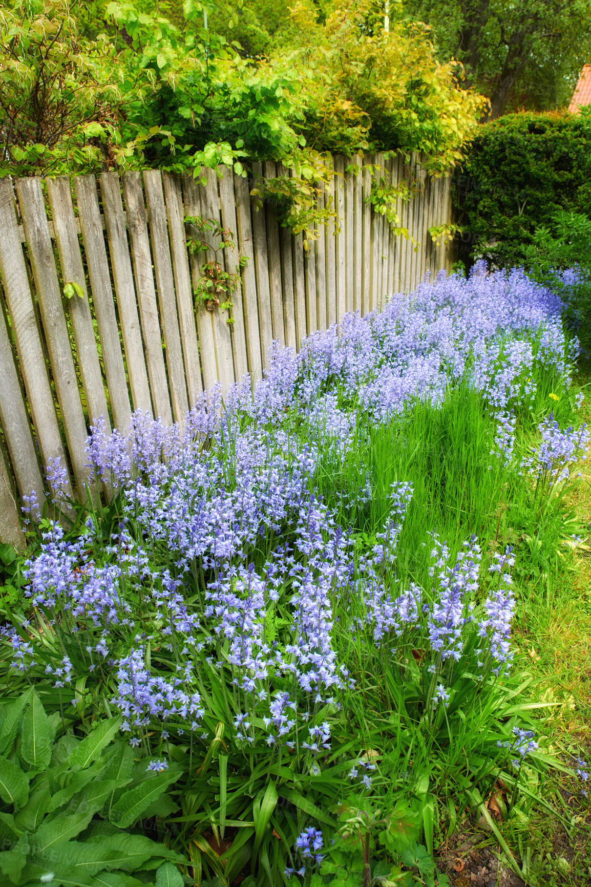 Buy stock photo Bluebell flowers, garden and nature for growth, decoration and blossom for botany. Bloom, floral grass and blue plants outdoor for ecology, sustainability and eco friendly wallpaper for landscaping