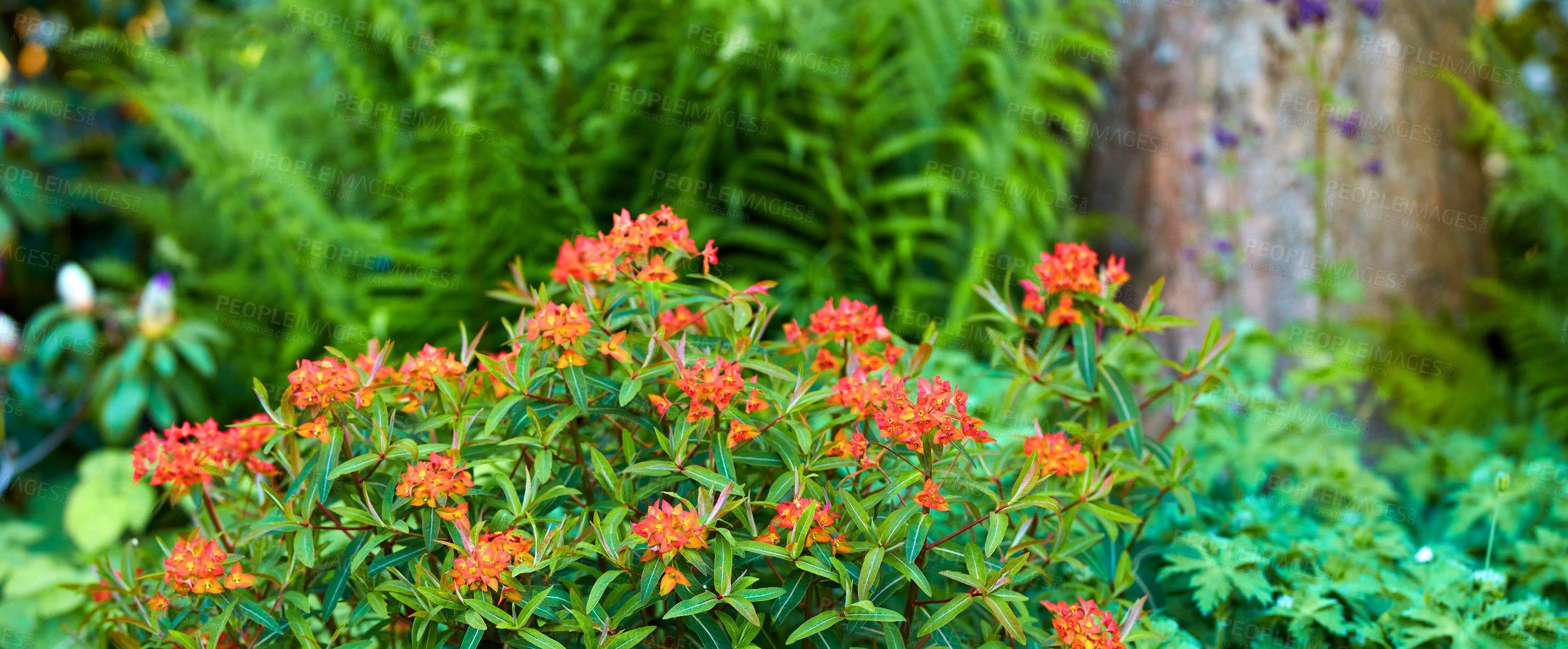 Buy stock photo A series of beautiful garden photos